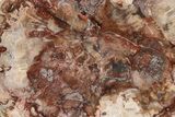 Triassic, Petrified Wood (Araucaria) Slab - Madagascar #224118-1